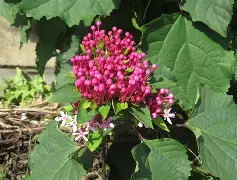 包含*??=q敧aFN鷑垣uT,榴拚O谺蜤EZhx3W>E犩總篅$€8?,缎>??彲韾癈?UJH嘚g,??-ct苟衜巷?浐_??vb?0?酶,?霓+?7?葷鯌?X瀒E7罆c趈?黬的词条-开云